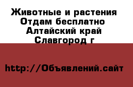 Животные и растения Отдам бесплатно. Алтайский край,Славгород г.